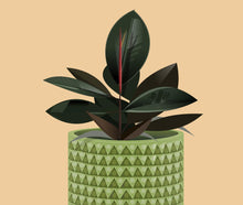 Rubber Plant in Patterned Pot Print