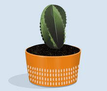 Cactus in Concrete Pot Print