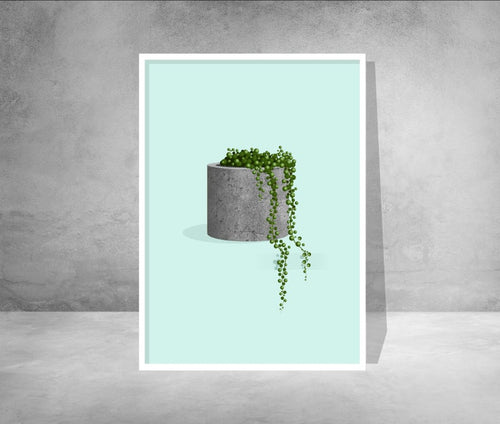 String of Pearls Plant in Concrete Pot Print