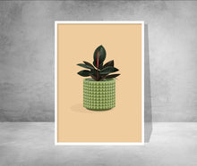 Rubber Plant in Patterned Pot Print