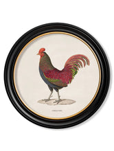 C.1838 Junglefowl in Round Frame