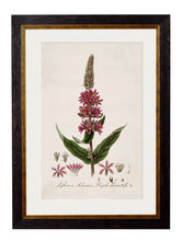 C.1837 British Flowering Plants