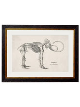 C.1870. Anatomical Skeletons