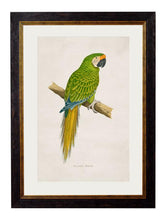 C.1884 Collection of Macaws
