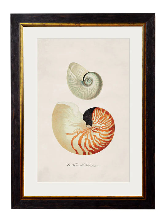 C1848. Studies of Shells