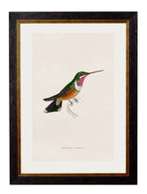 C.1833 Hummingbirds