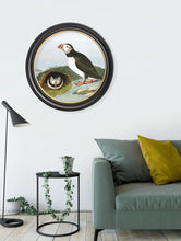 C.1838 Audubon's Puffins in Round Frame