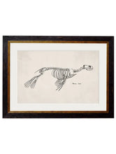 C.1870. Anatomical Skeletons