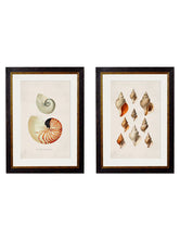 C.1848 Studies of Shells