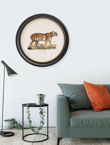 C.1824 Tiger in Round Frame