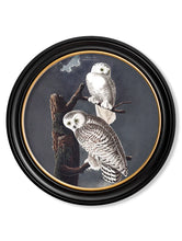 C.1838 Audubon's Owls in Round Frame