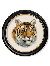 C.1901 Tiger in Round Frame