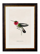 C.1833 Hummingbirds