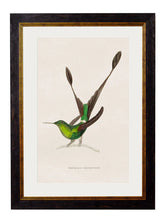 C1833 Hummingbirds