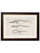 C.1870. Anatomical Skeletons