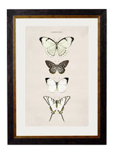 C1835. Collection of Butterflies