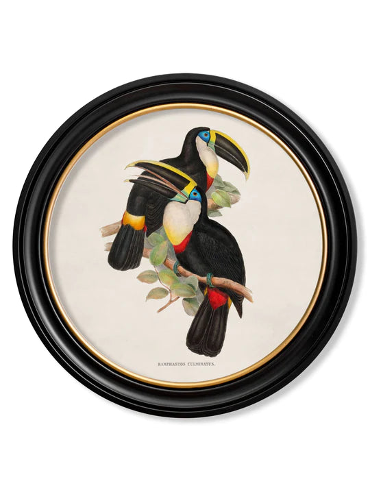 C.1848 Toucans in Round Frame